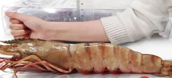Extra large black tiger prawns, sent live frozen. 🦐 $14.99 【32 pcs 】 【entertain for dinner】
