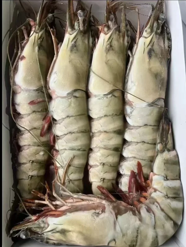 Extra large black tiger prawns, sent live frozen. 🦐 $14.99 【32 pcs 】 【entertain for dinner】