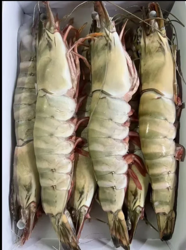 Extra large black tiger prawns, sent live frozen. 🦐 $14.99 【32 pcs 】 【entertain for dinner】