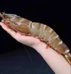 Extra large black tiger prawns, sent live frozen. 🦐 $14.99 【32 pcs 】 【entertain for dinner】